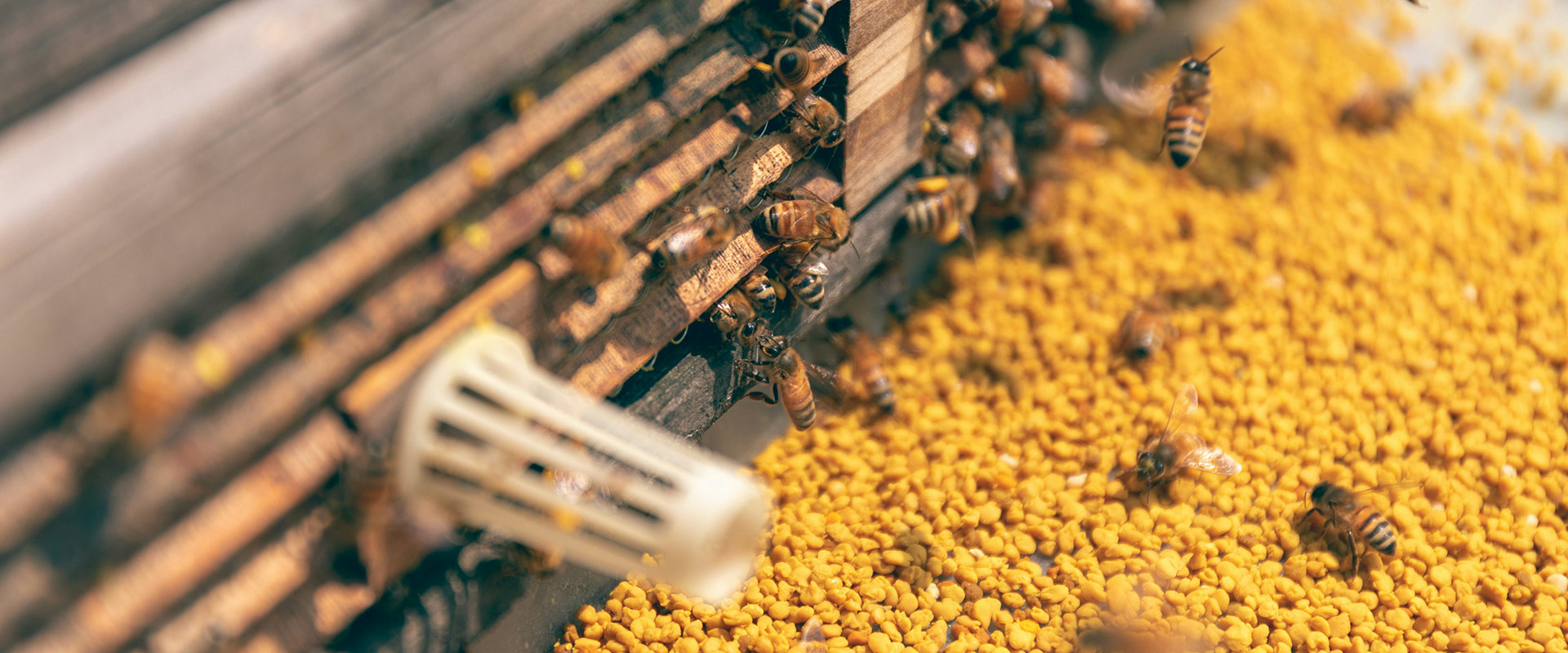 Nettare antico: passione per la natura e le api